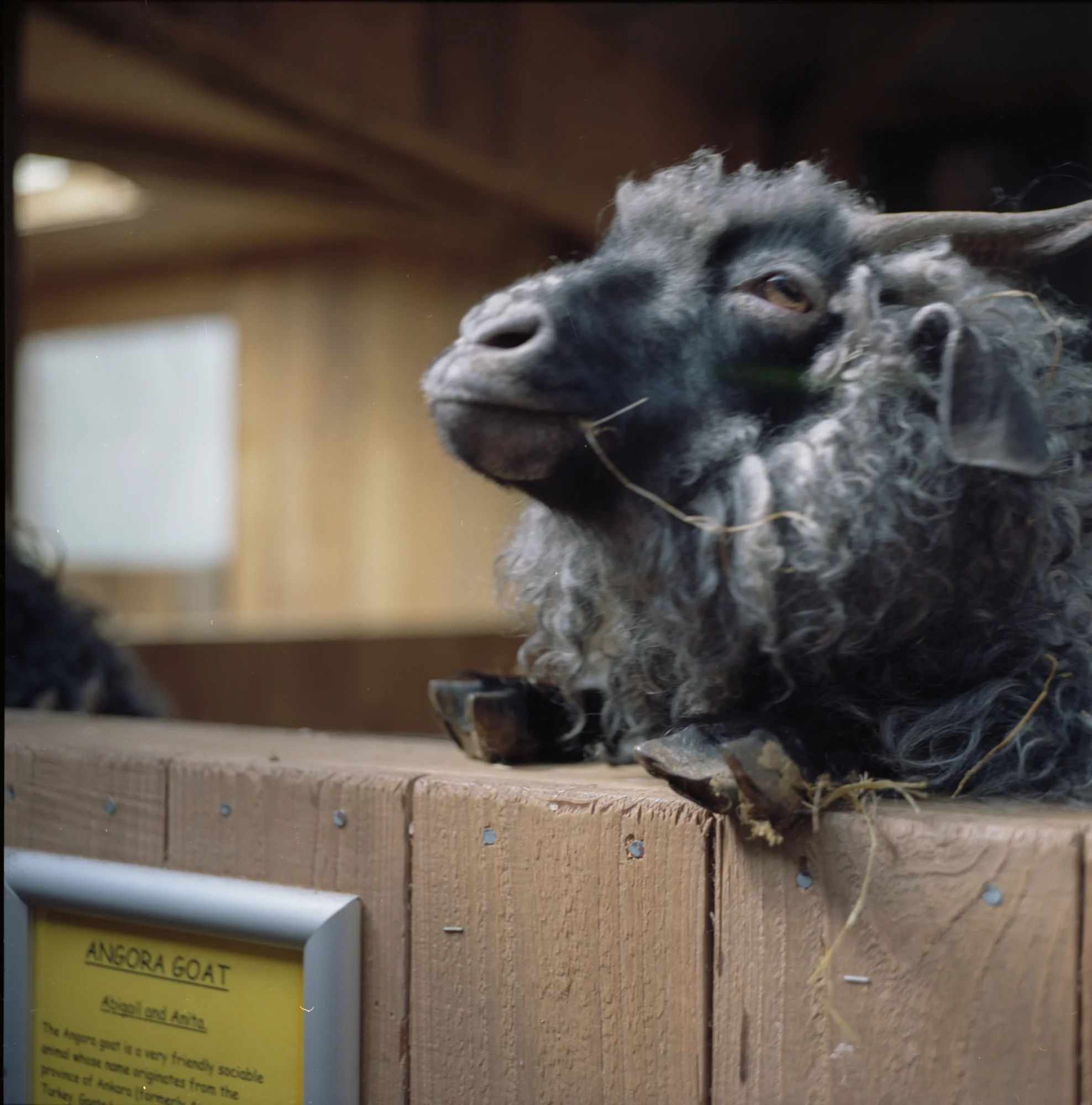 goat.jpg