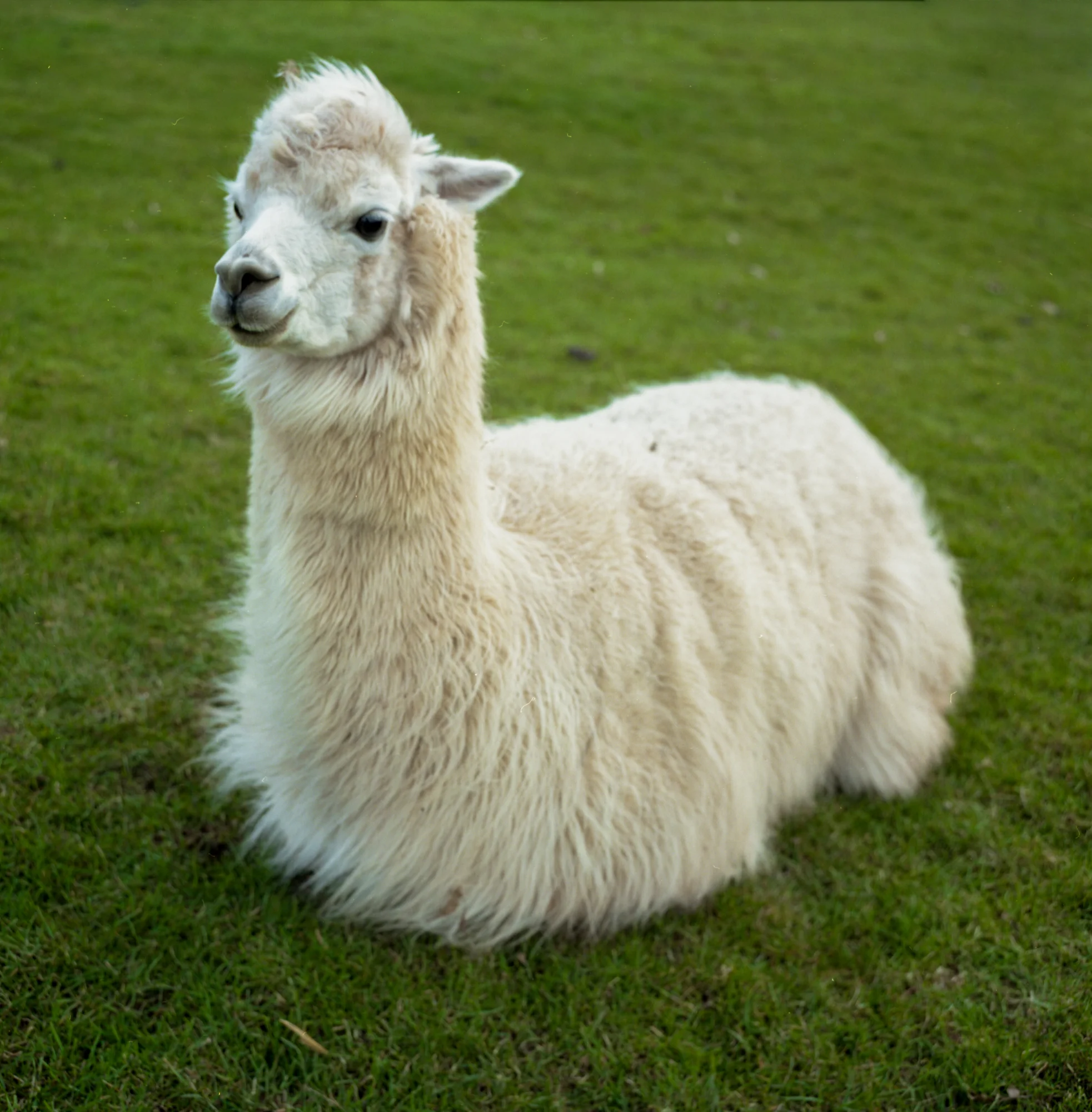 Alpaca6.jpg