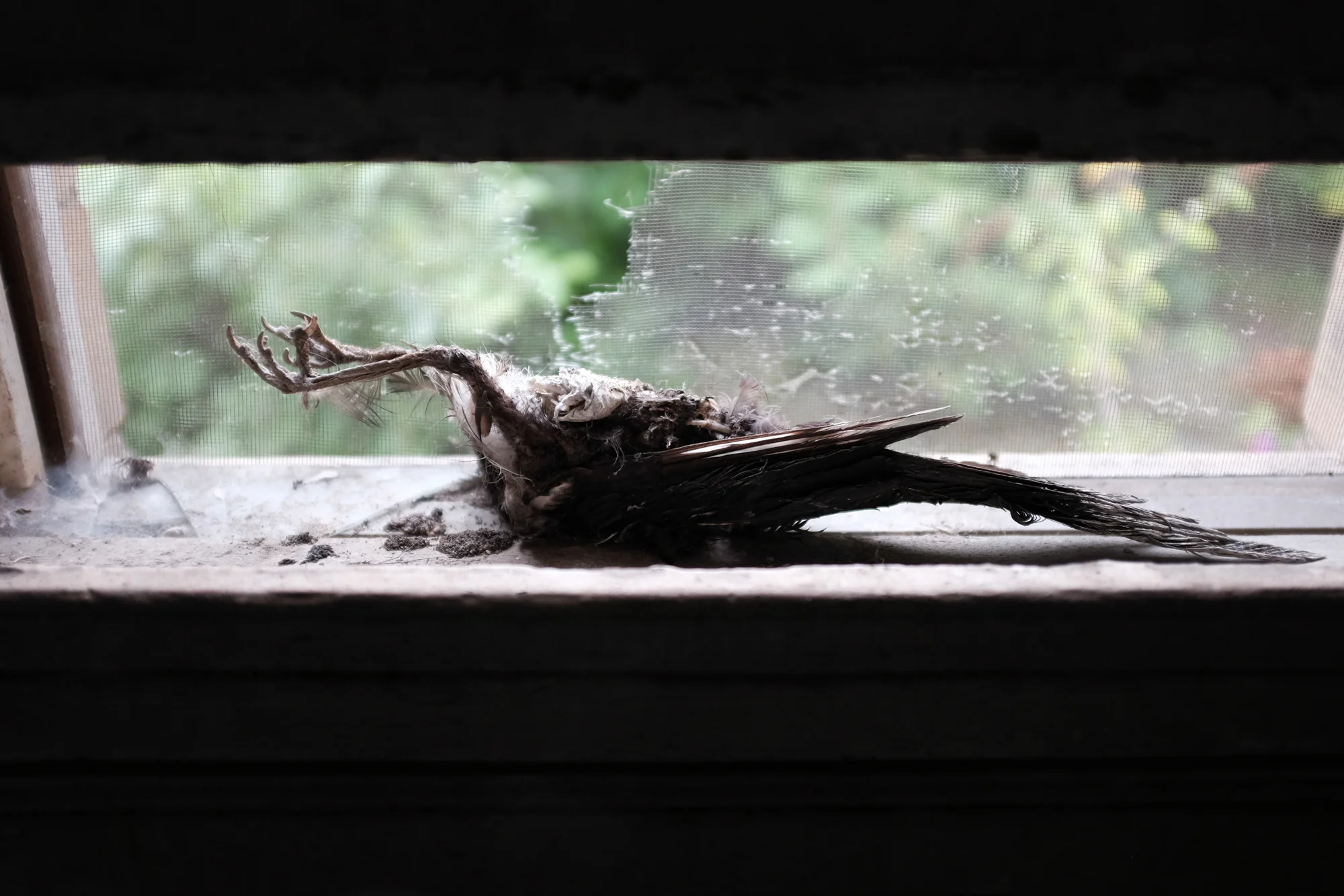 DSCF2097.jpg