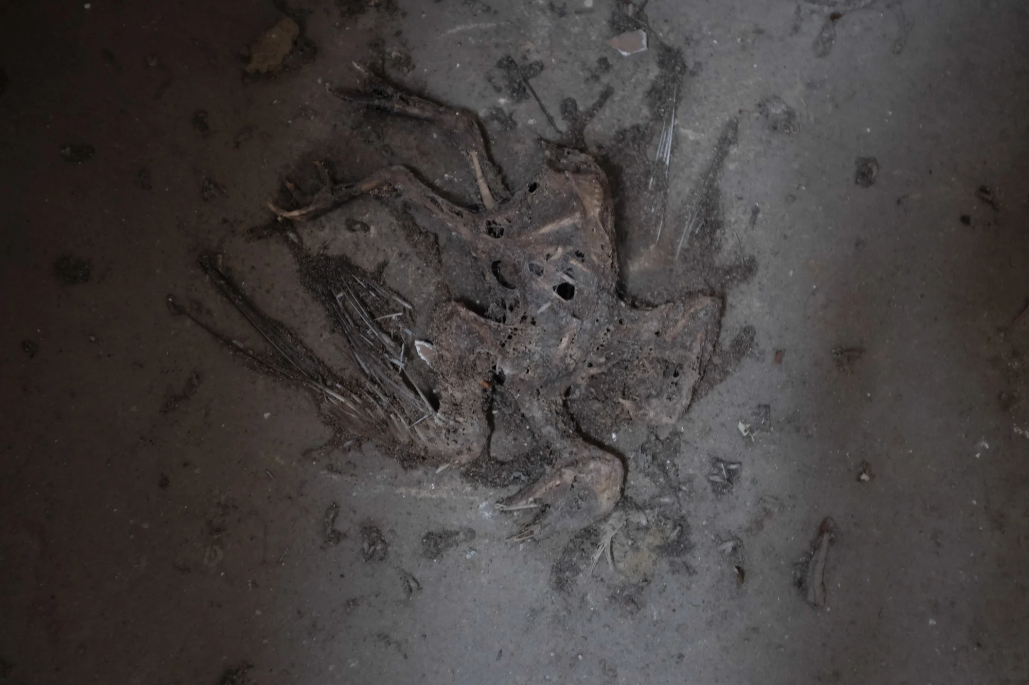 DSCF2148.jpg