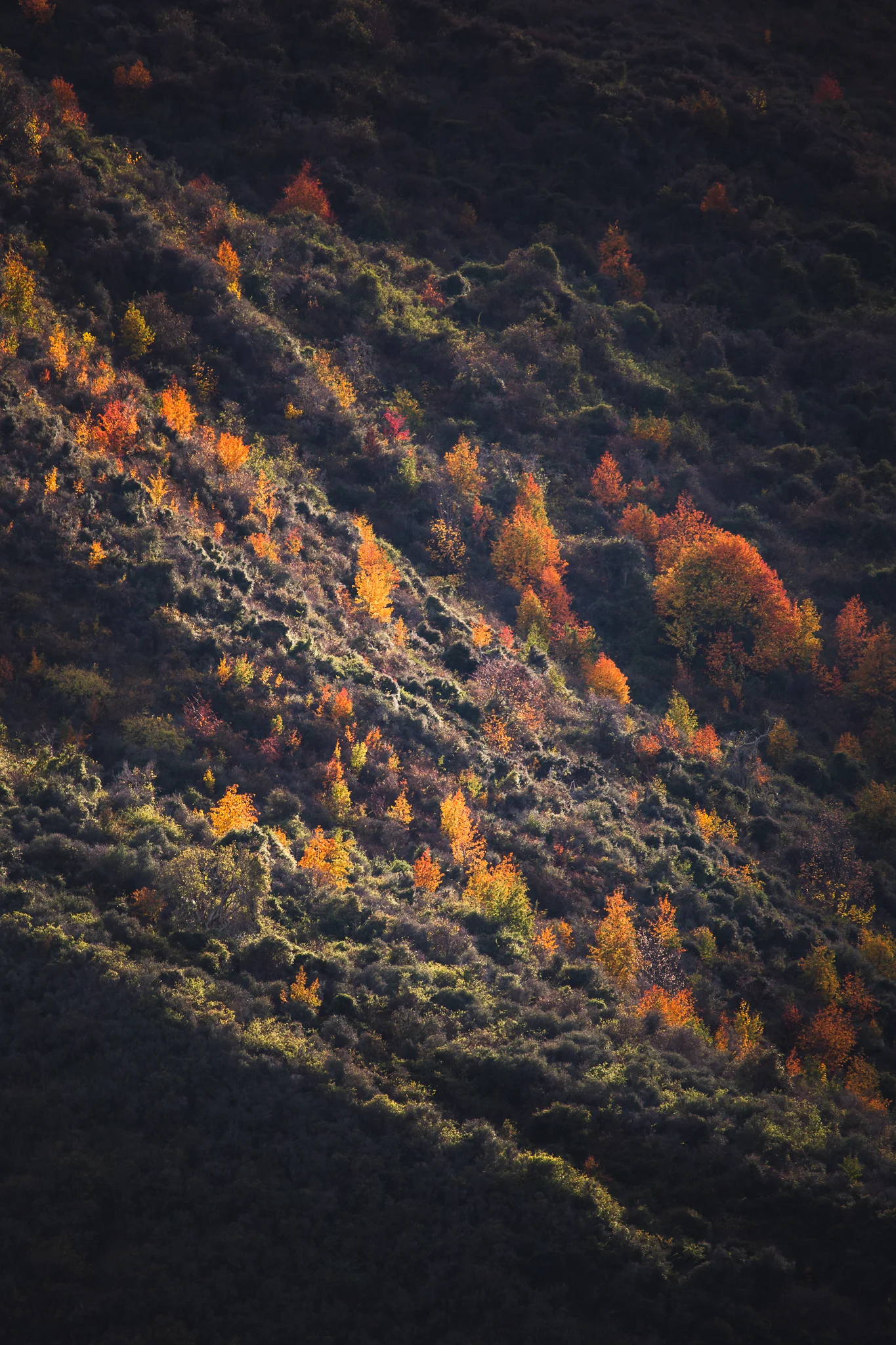 new-zealand-landscape-arrowtown-autumn-tress1.jpg