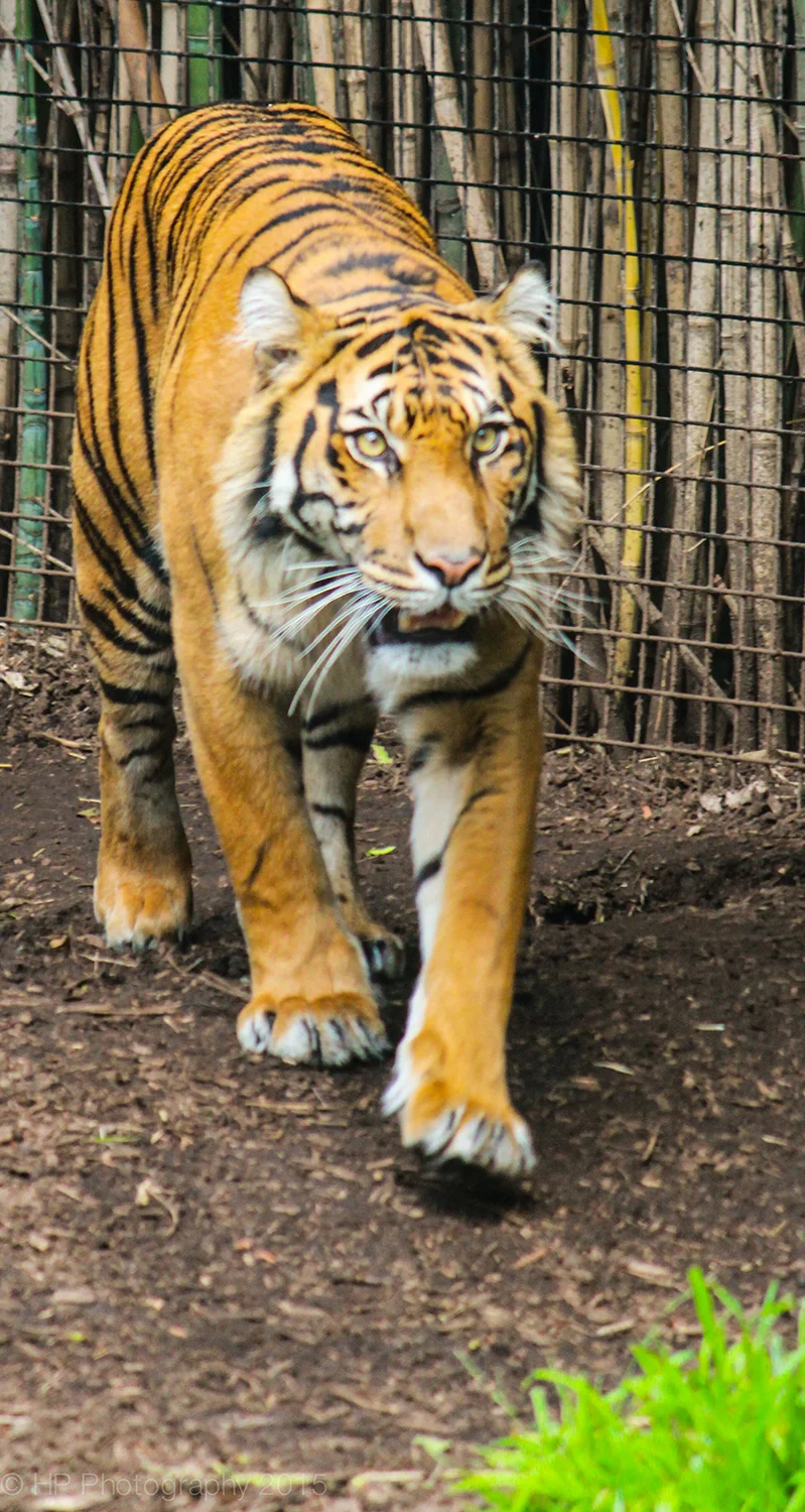 I think we arrived just before lunch time... Mr. Tiger was on the prowl.
