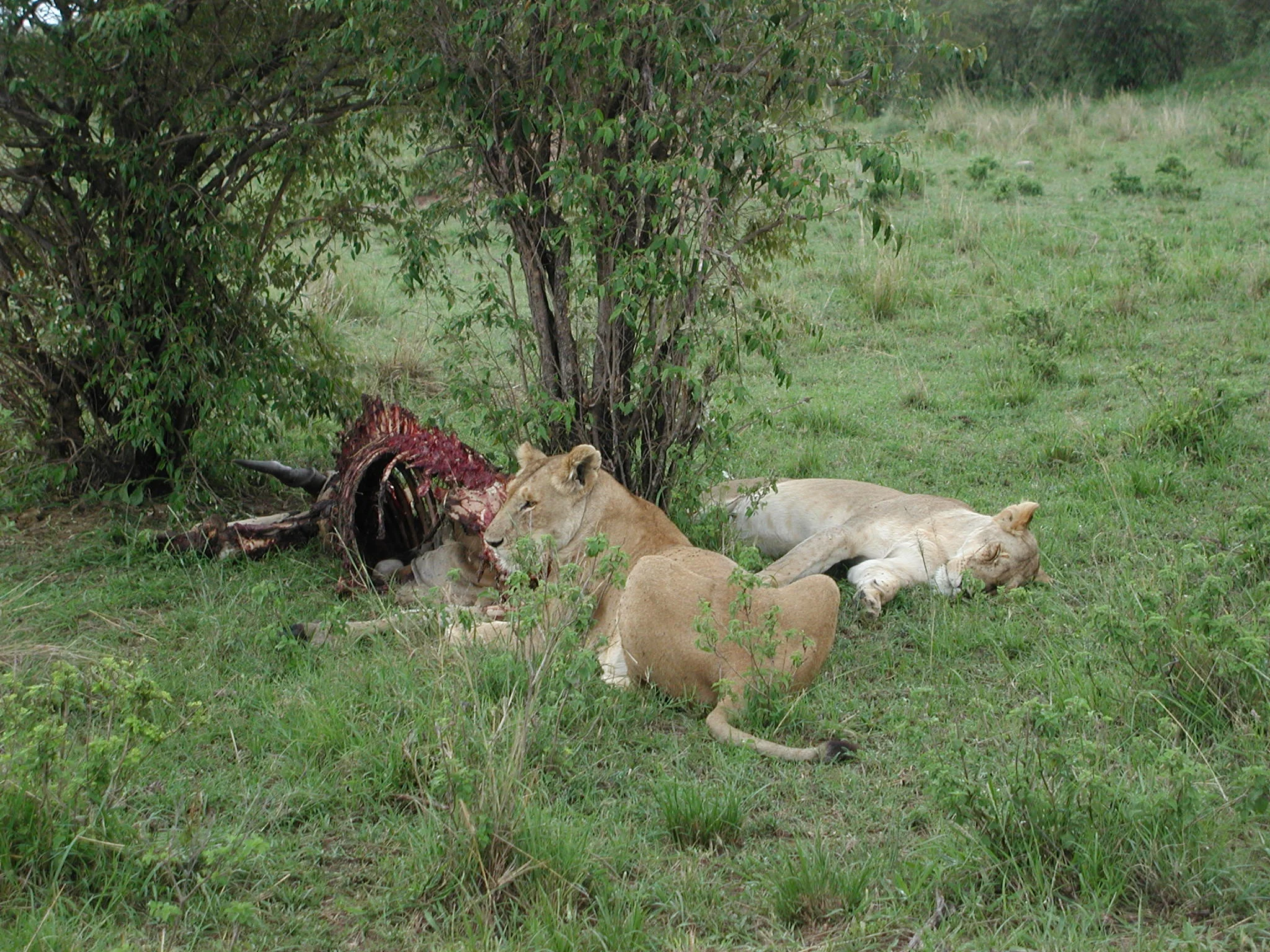 Lion feasting on a wildebeest carcass.JPG