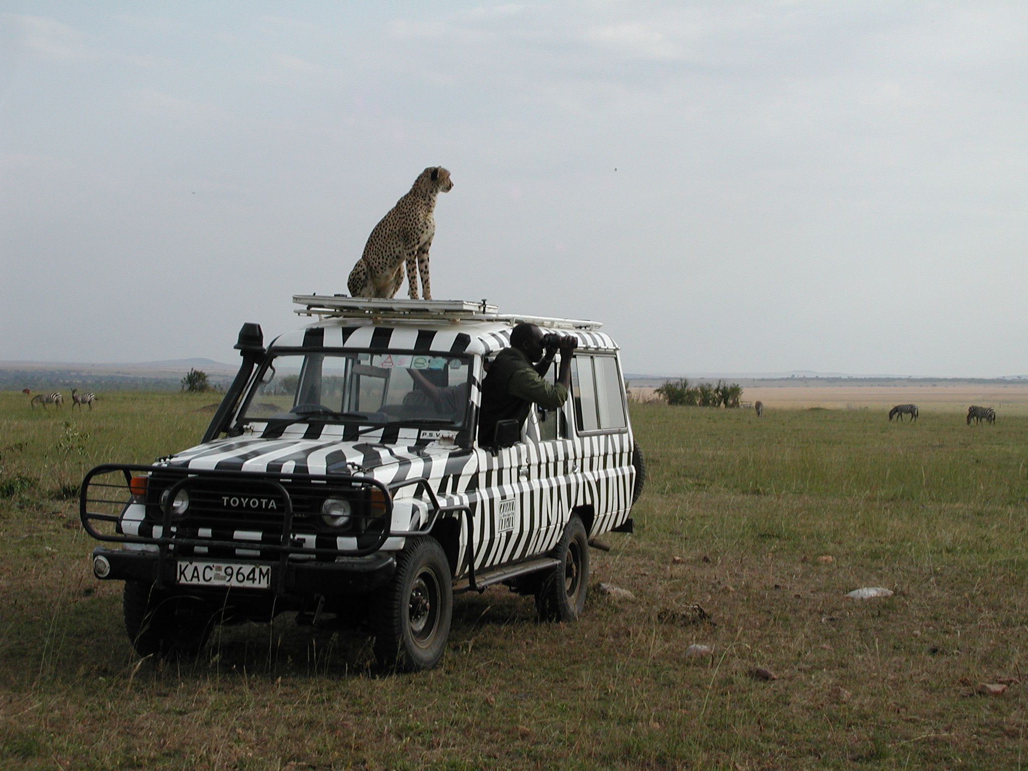 On the lookout for lion.JPG