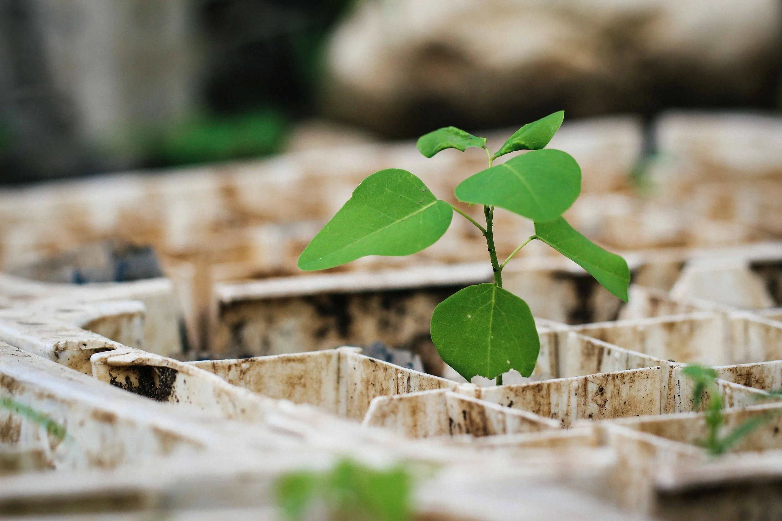 A tree seedling at an MCC-supported tree nursery in Kristan. Ted Oswald.