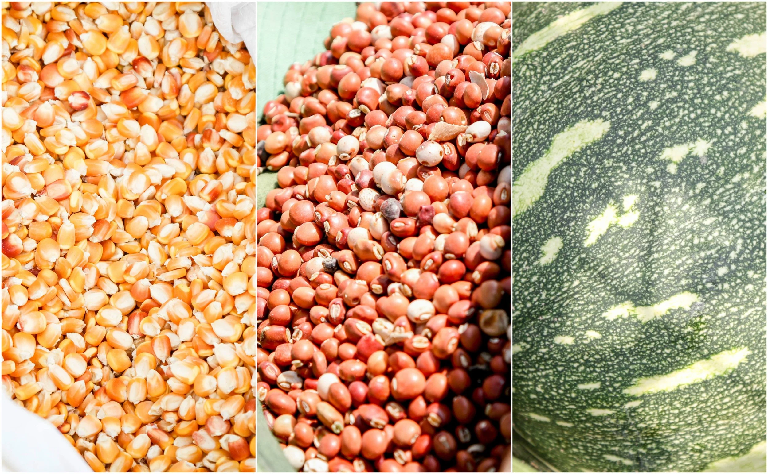 MCC is working with affected farmers to help them plant and grow new corn, bean, and squash crops.