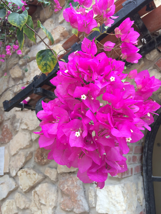 Bougainvillea. Photo/Laura Lerch Horst