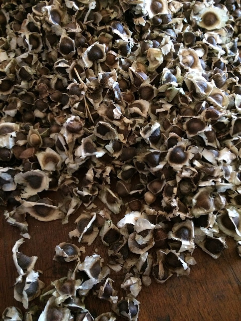 Moringa Seeds. Photo/Laura Lerch Horst