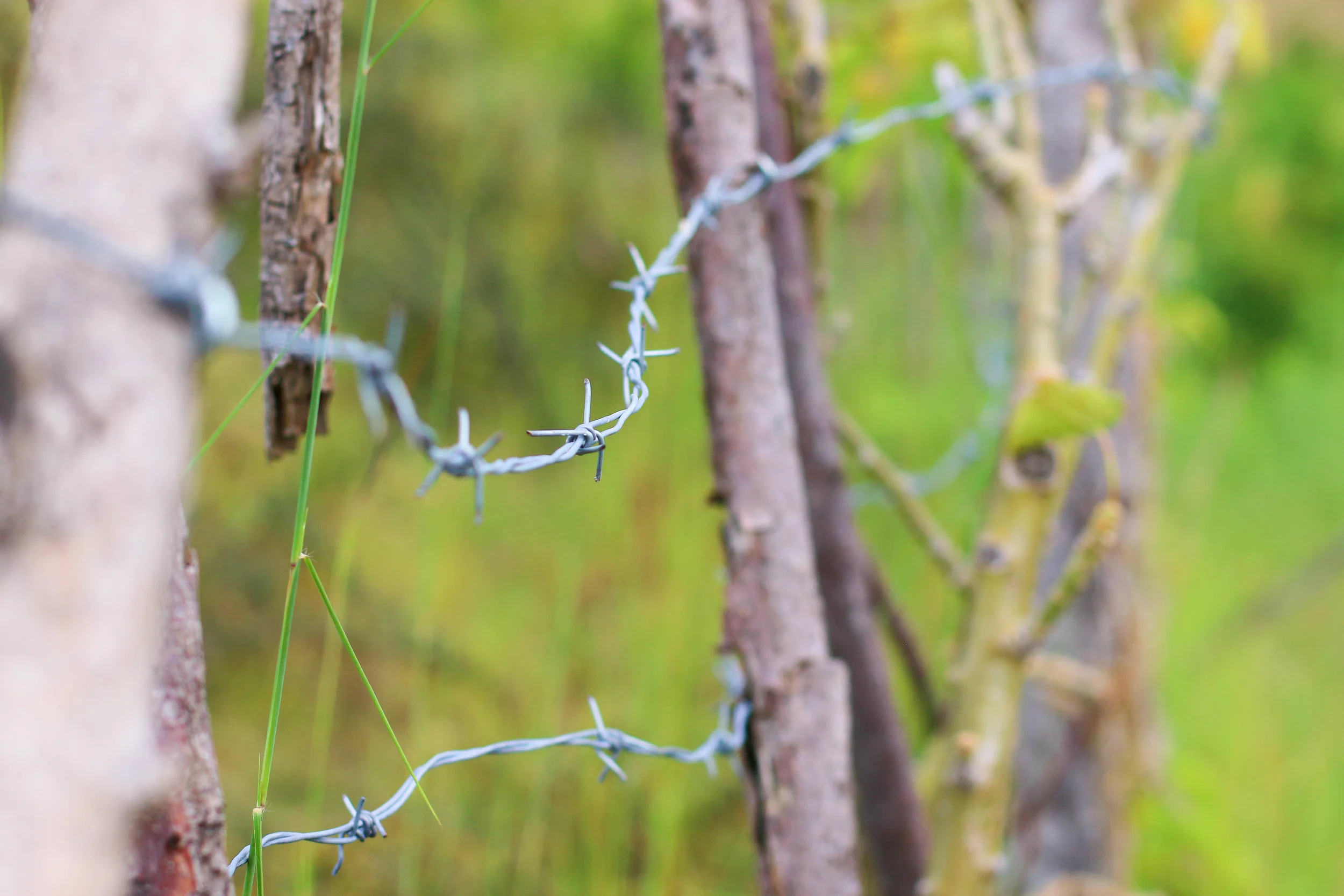 Fencing provided by MCC helps keep free-grazing animals, like goats, from eating agroforestry participants' gardens. Free-grazing animals have been identified as one of the biggest problems for subsistence farmers in the Artibonite. Photo/Annalee Giesbrecth