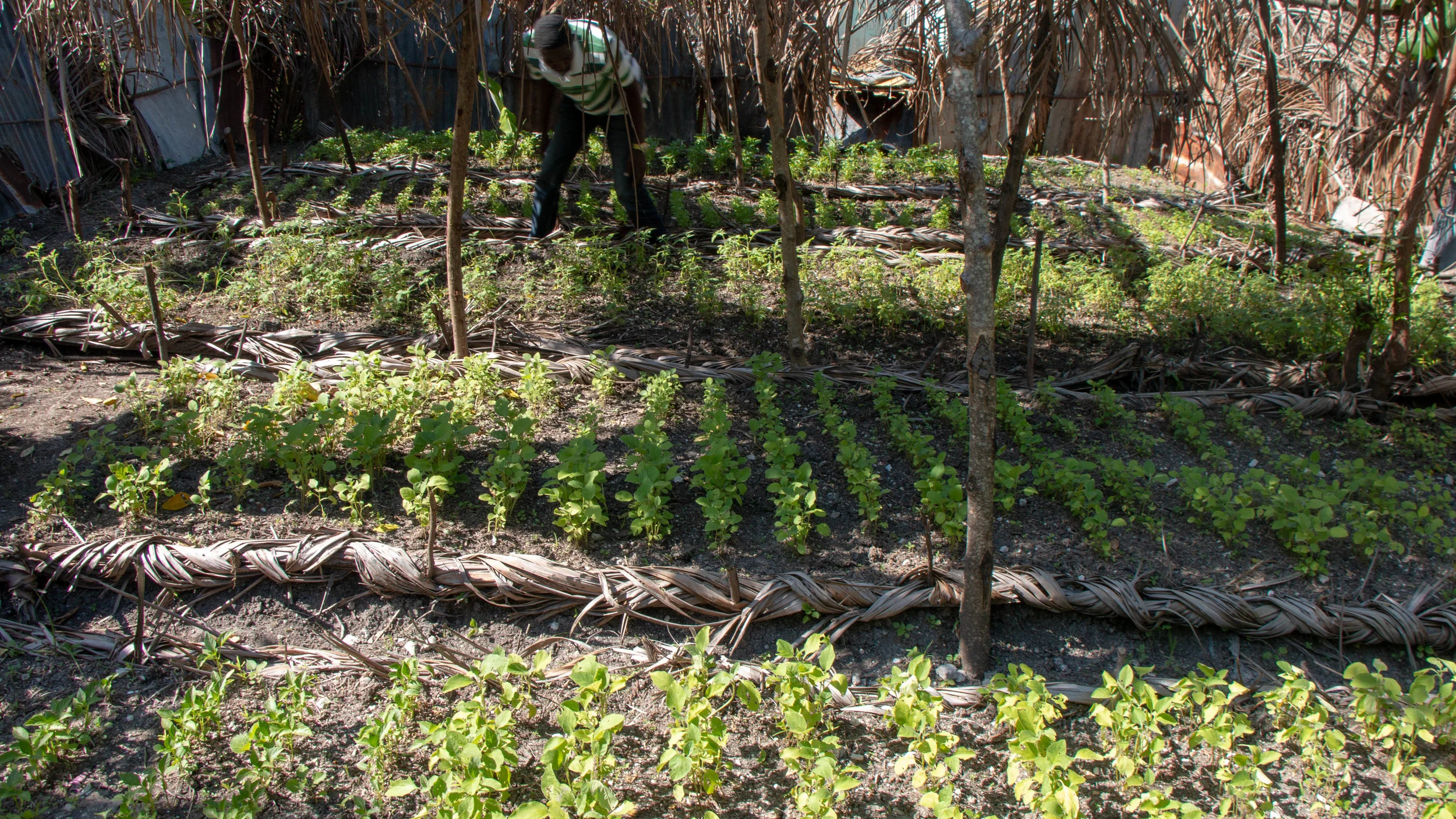 Pierre Makersom Jocelyn tends a vegetable nursery started as part of an MCC-supported project to help families recover losses after Hurricane Matthew struck St-Jean-du-Sud, and other parts of southern Haiti, in late September 2016. The devastation caused by the hurricane meant that many families saw their livelihoods destroyed.