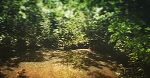 Cry Baby Hollow, Hartselle, Alabama (present day)