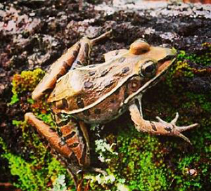 Pictured:the endangered Mississippi Gopher Frog, native to the Gulf Coast region.