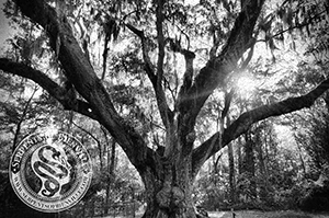 Photo courtesy of Amanda Herman, original photo is available at The Serpents of Bienville Gallery , in print and postcard form.