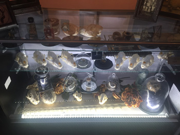 Photo of the inside of the new Serpents of Bienville Space