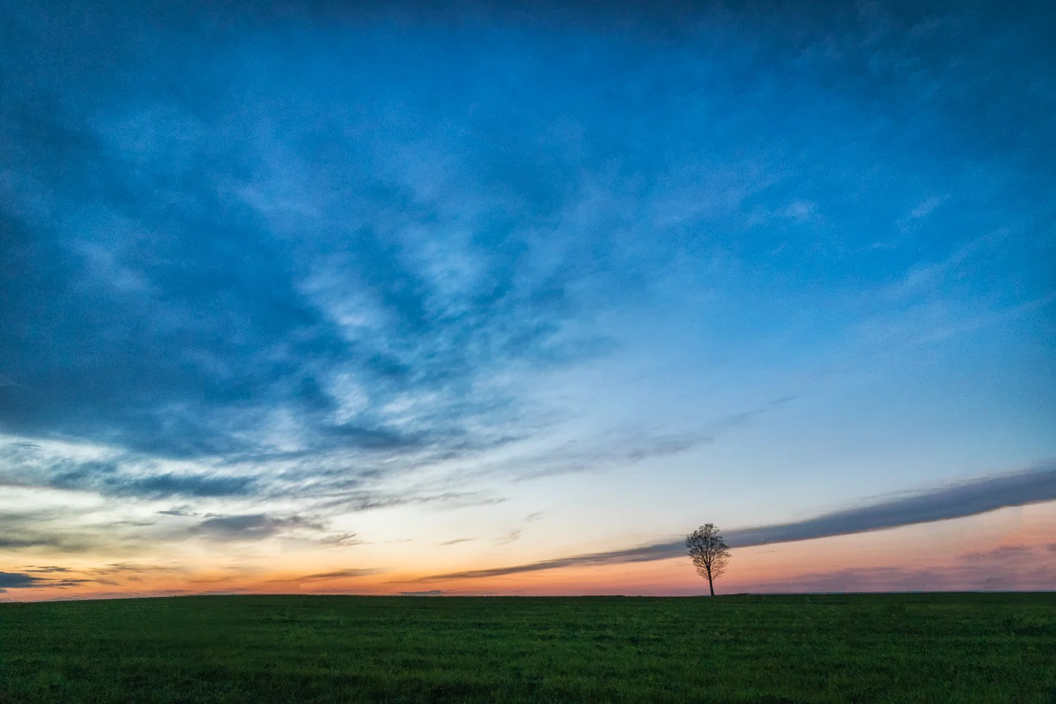 ForestHillsTree-2246-HDR-Edit.jpg