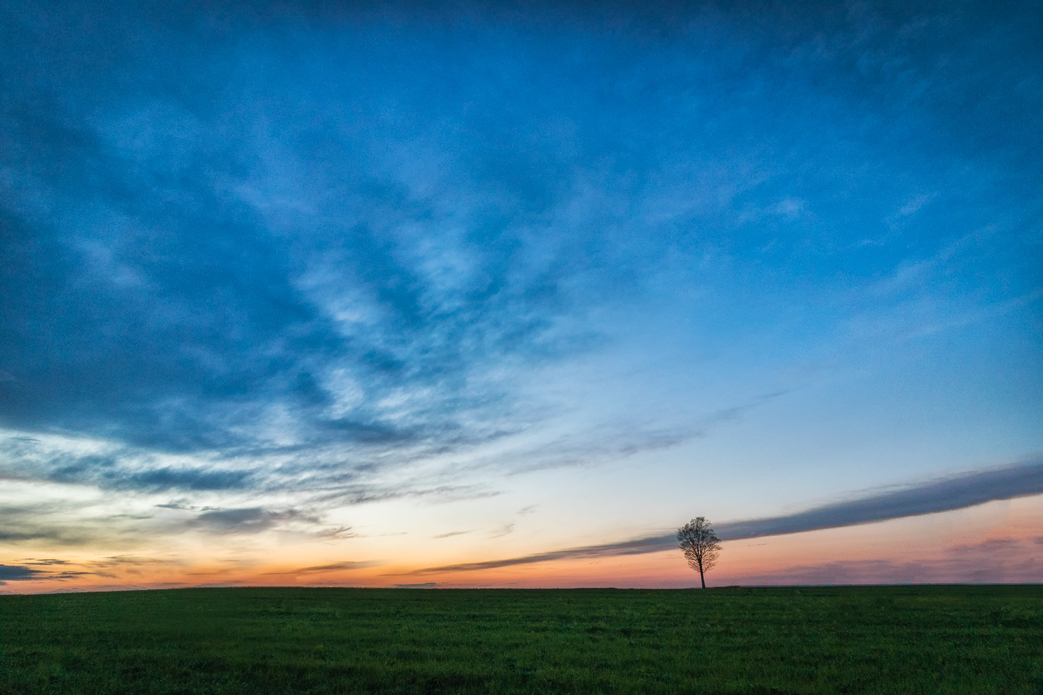 ForestHillsTree-2246-HDR-Edit.jpg