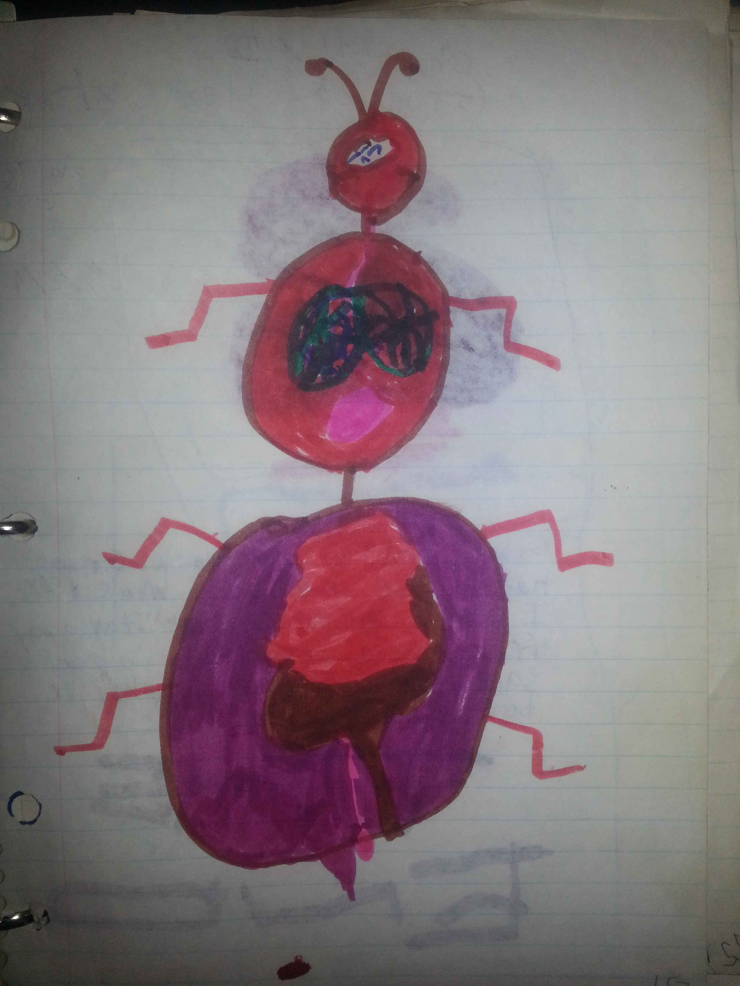 Ant anatomy, 1989 marker