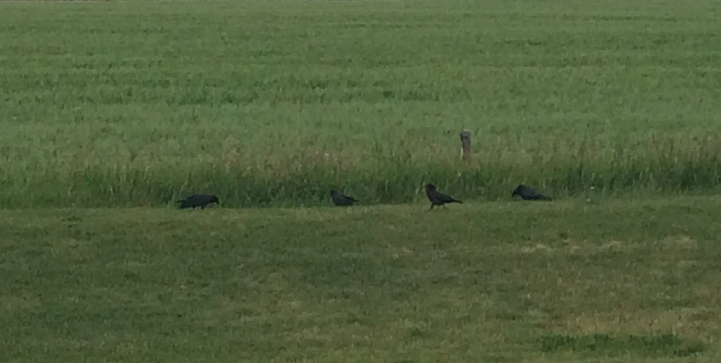 Crows in a Row.jpg