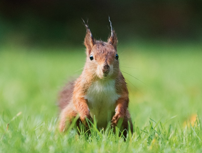 focus stress squirrel.png