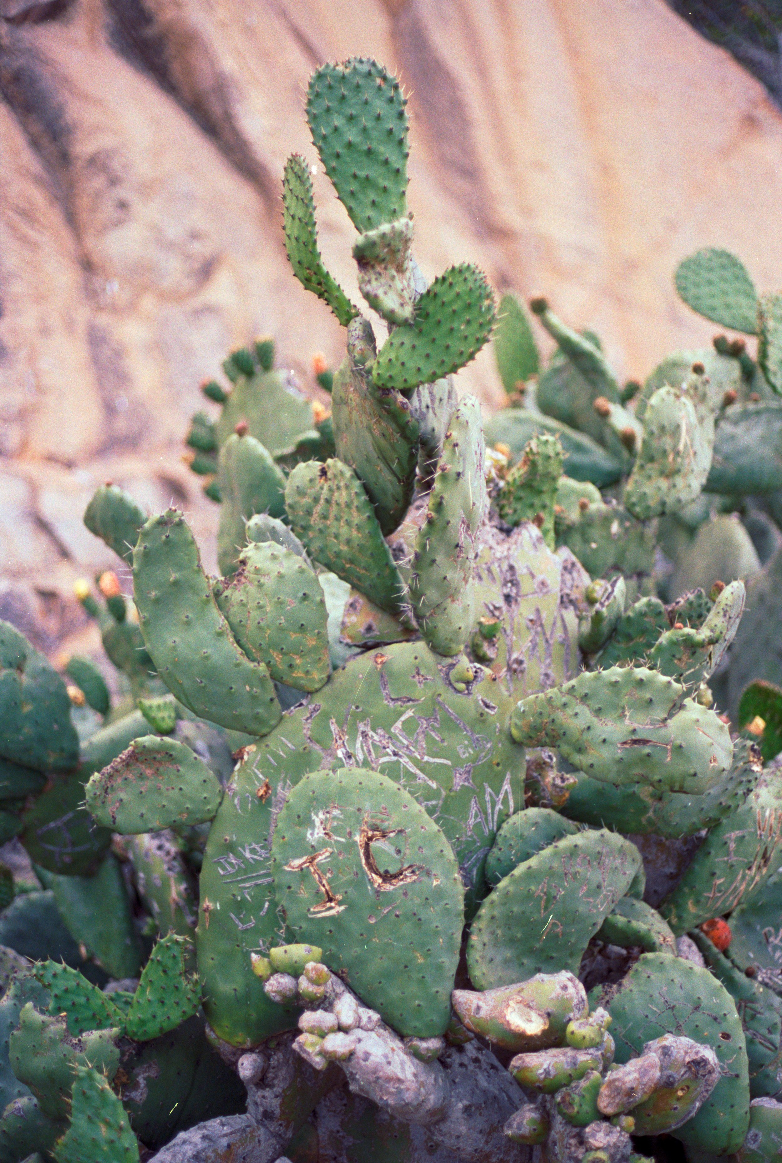   Graffitied Cacti.  Morro Bay, CA. 2021. 