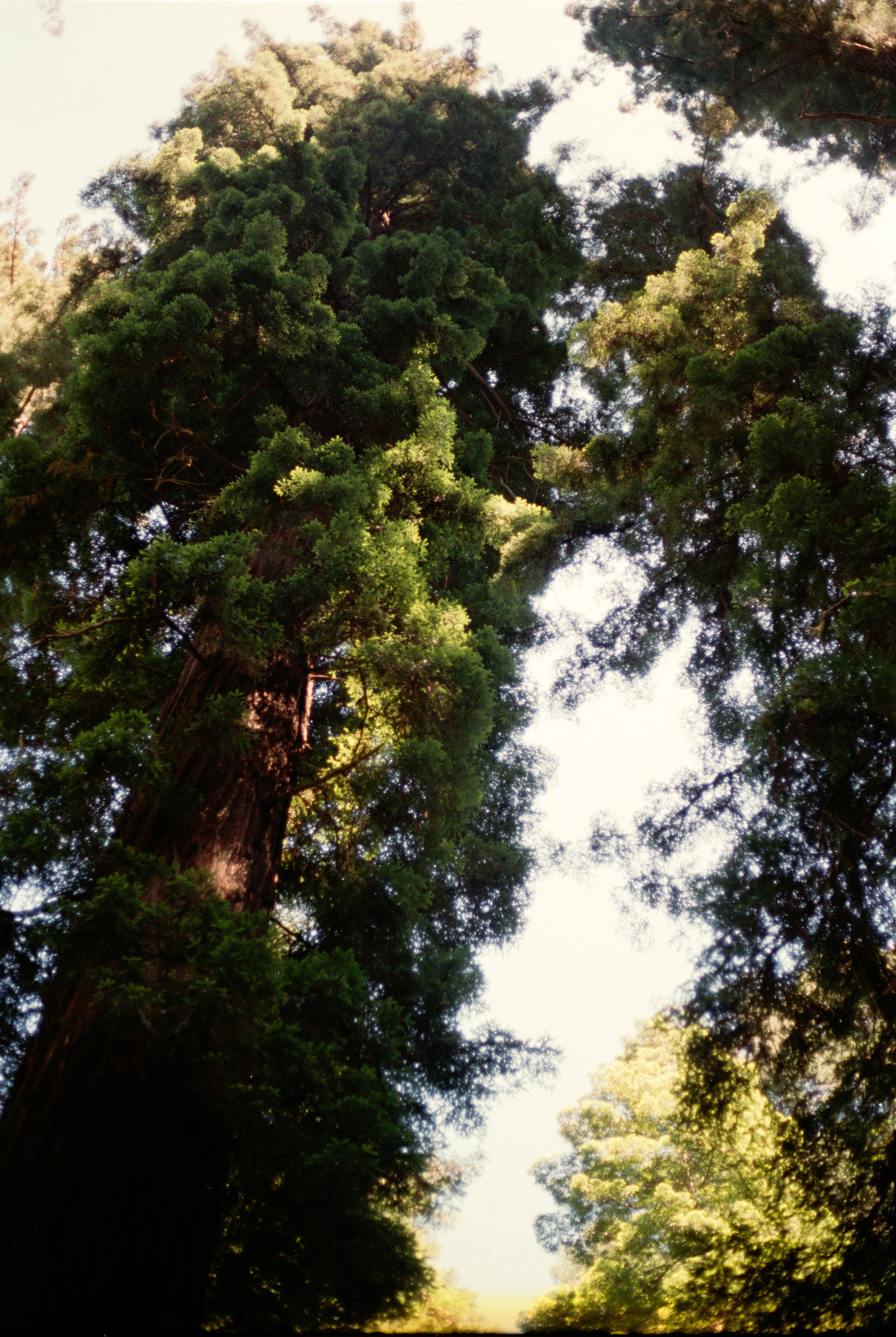   Redwoods.  Lady Bird Johnson Grove, CA. 2021. 