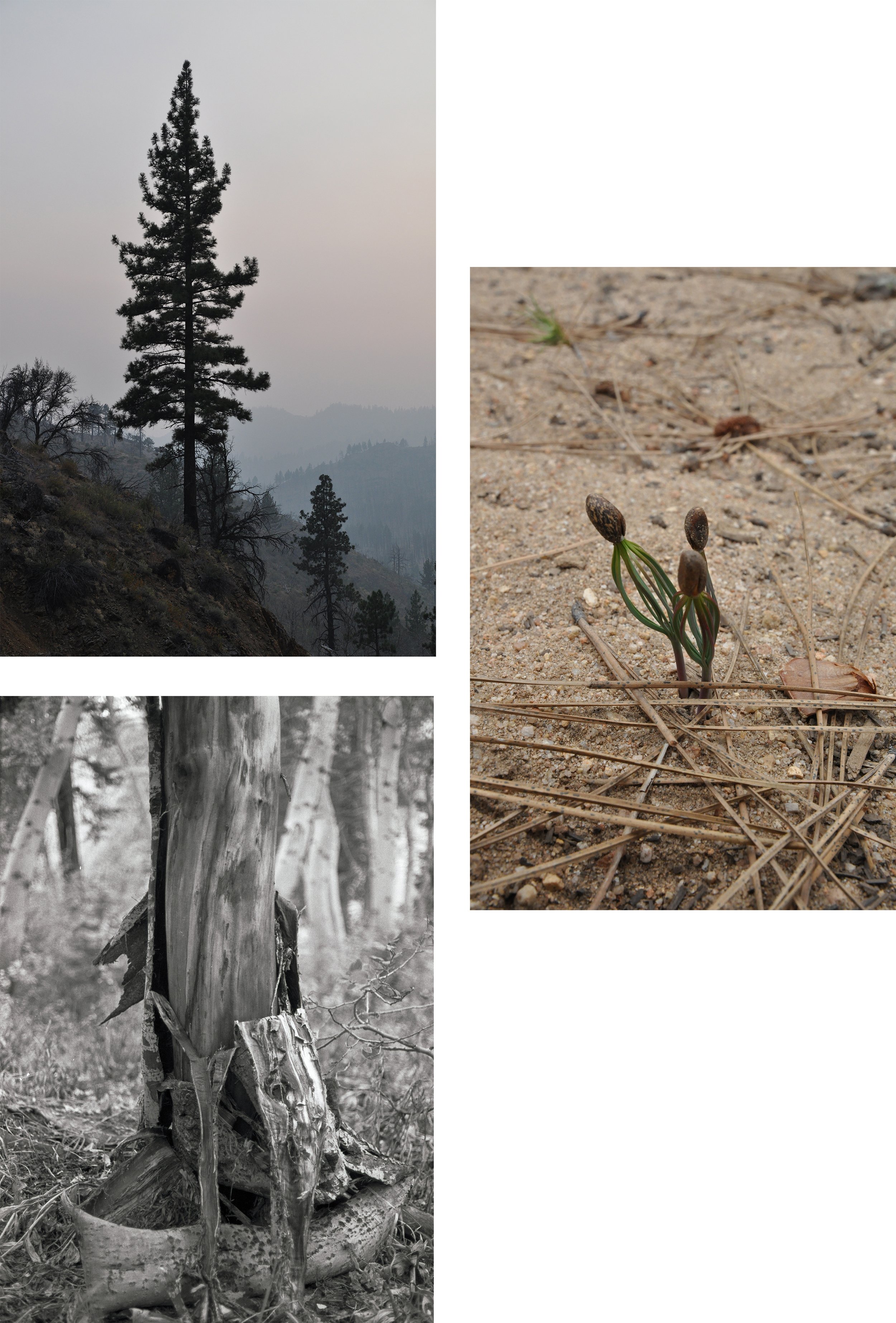   Pine Tree in Smoke, Aspen Shedding, Pine Seeds Sprouting.  Sierra Nevadas, CA. 2020/21. 