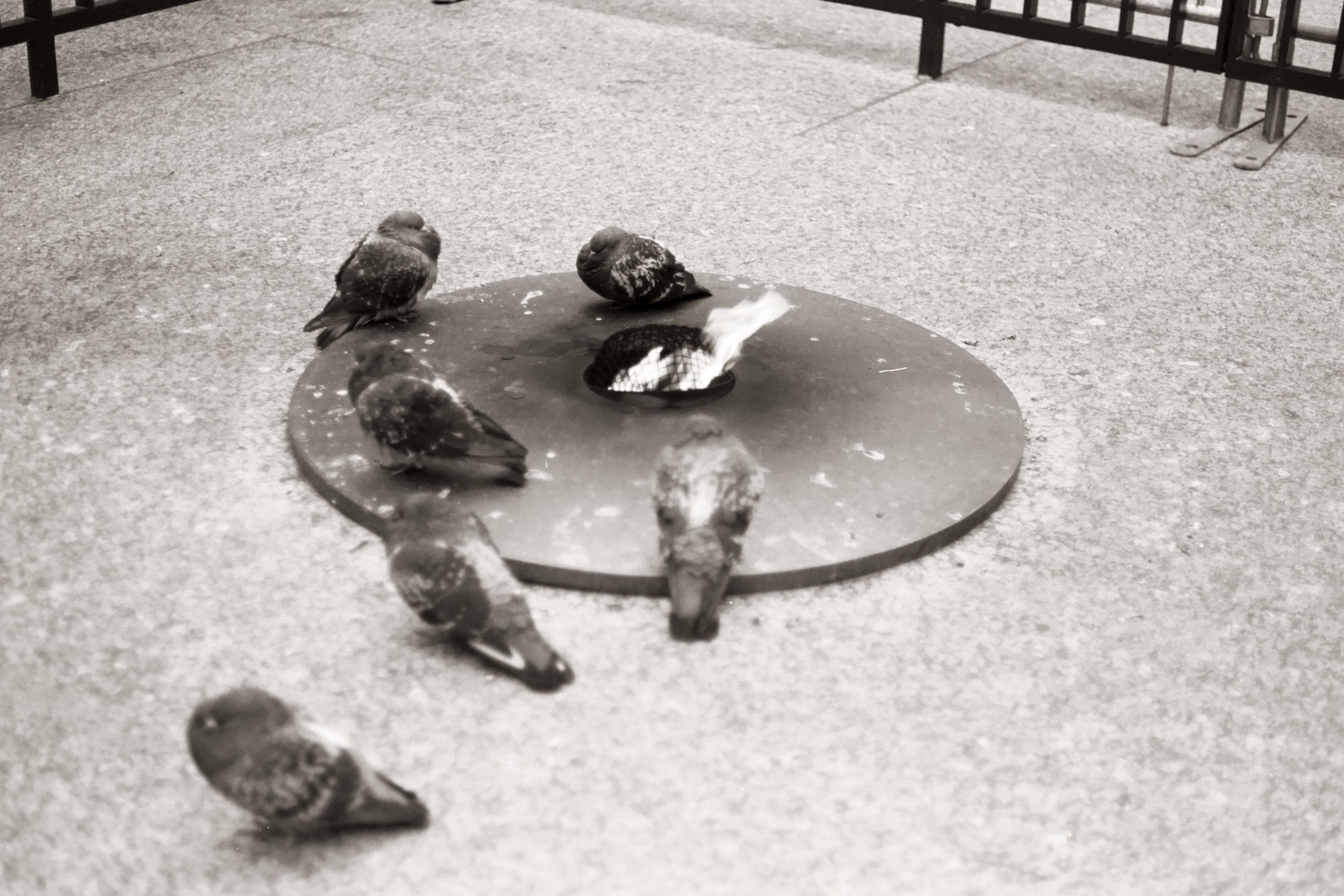   Gathered Around Fire.  Chicago, IL. 2019. 