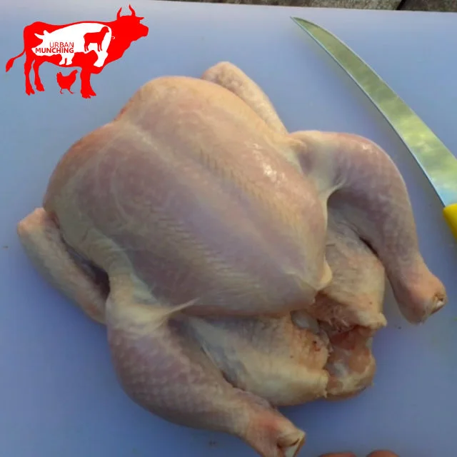  Dissecting a Chicken (VIDEO)