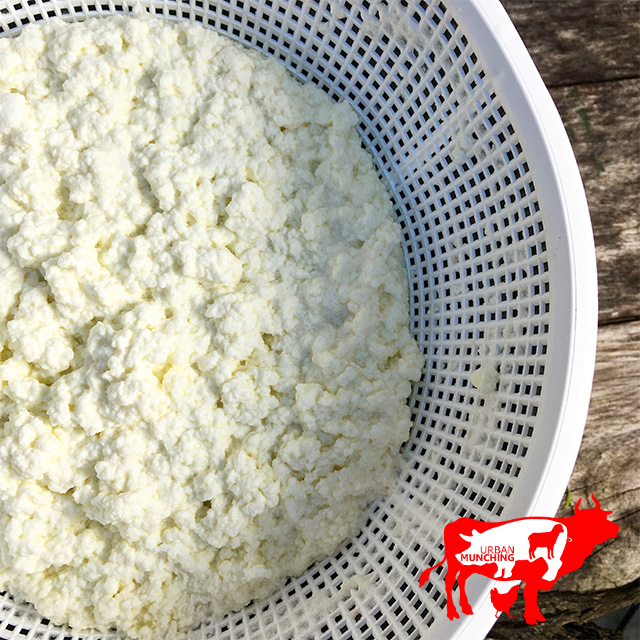 Fresh Ricotta straining in a basket Photo: Tim Elwin