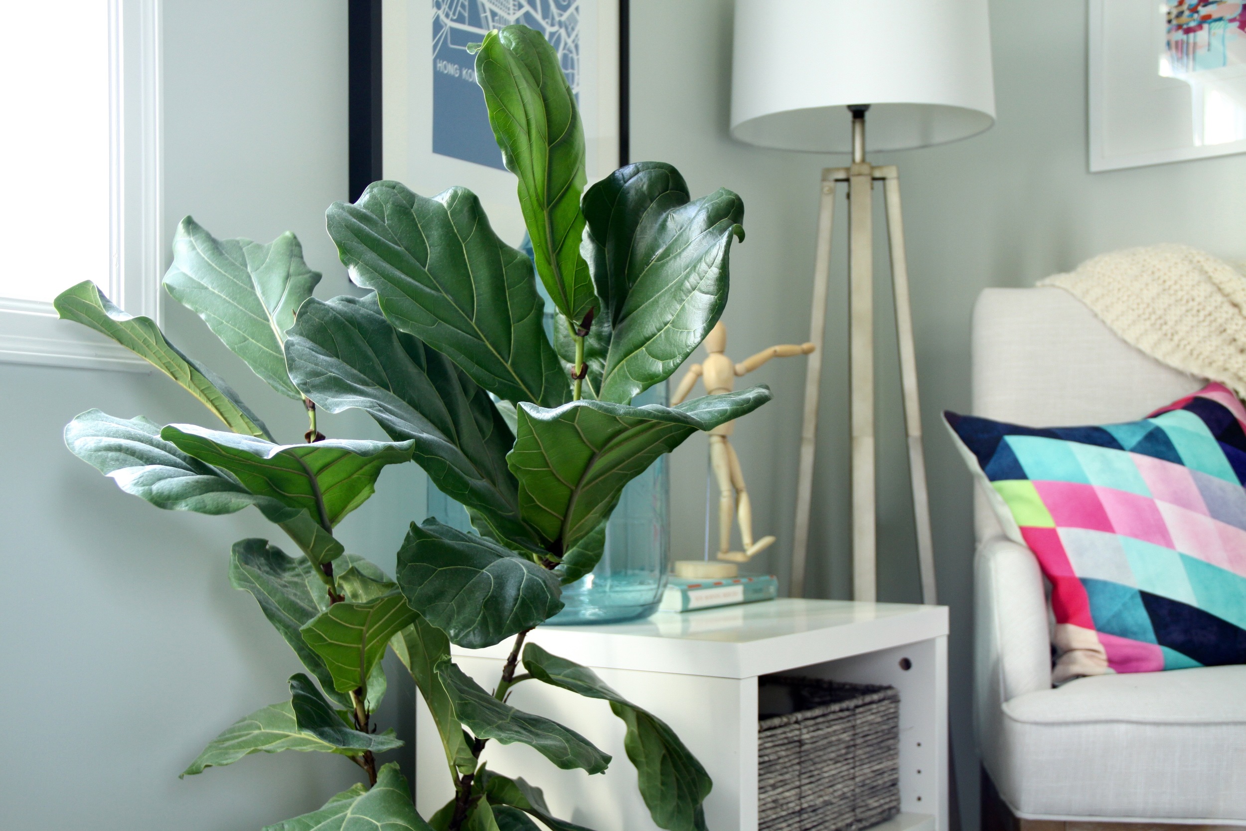 Master Bedroom Fiddle Leaf Fig