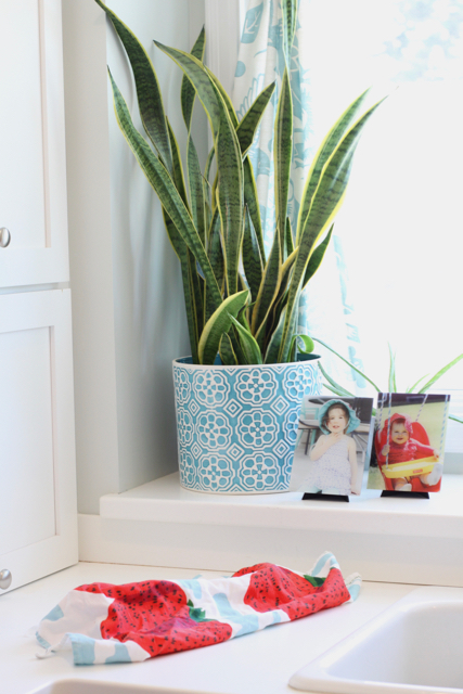 Snake Plant in Kitchen Window