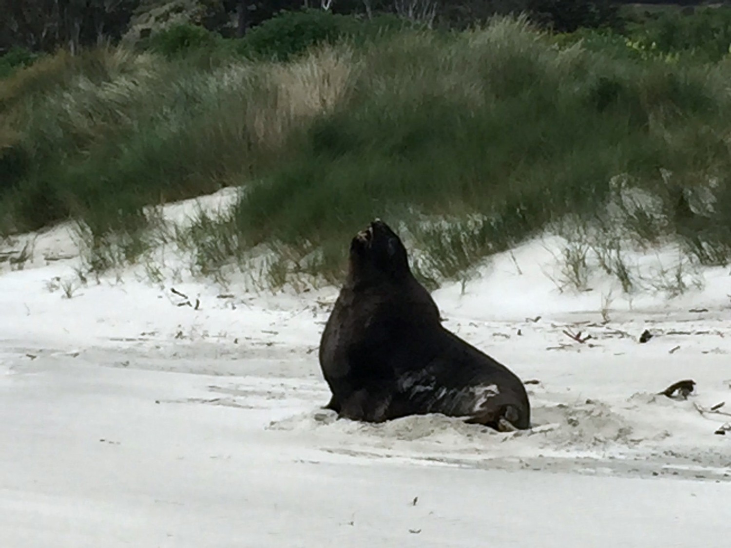 NZ/Hookers Sea Lion (Whakahao)