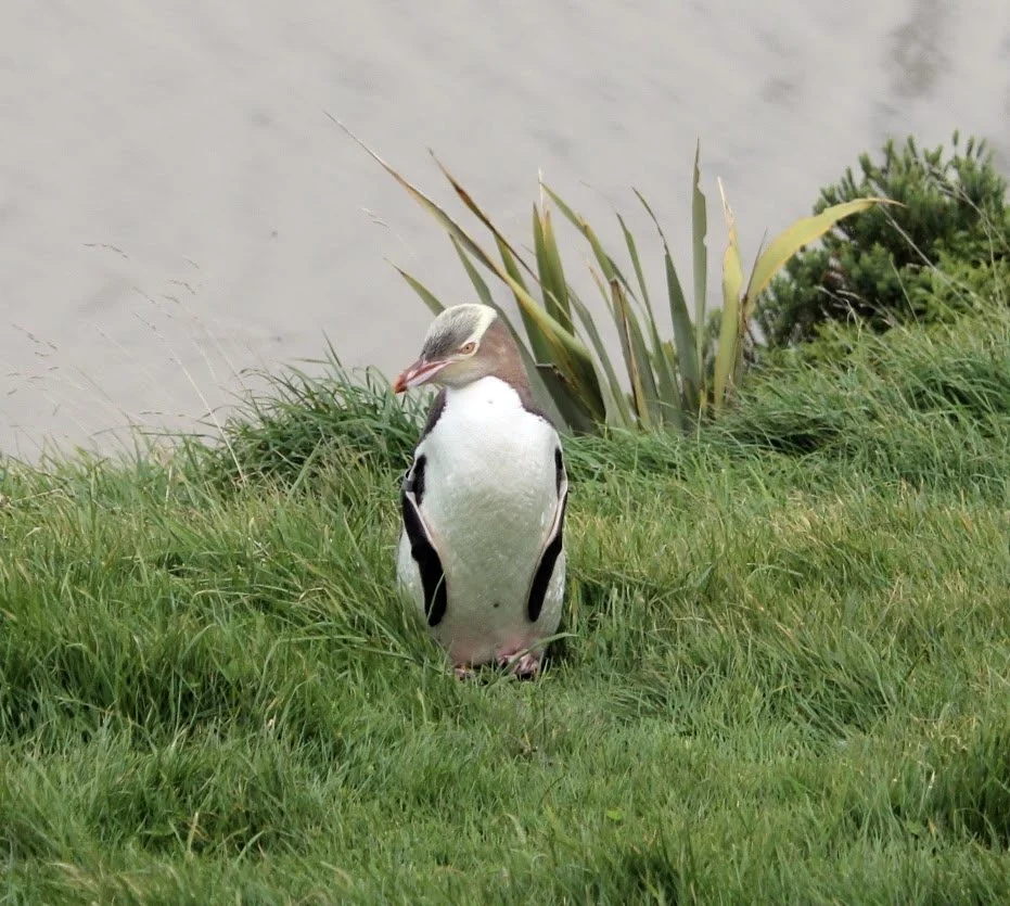 Yellow-eyed Penguin (Hoiho)