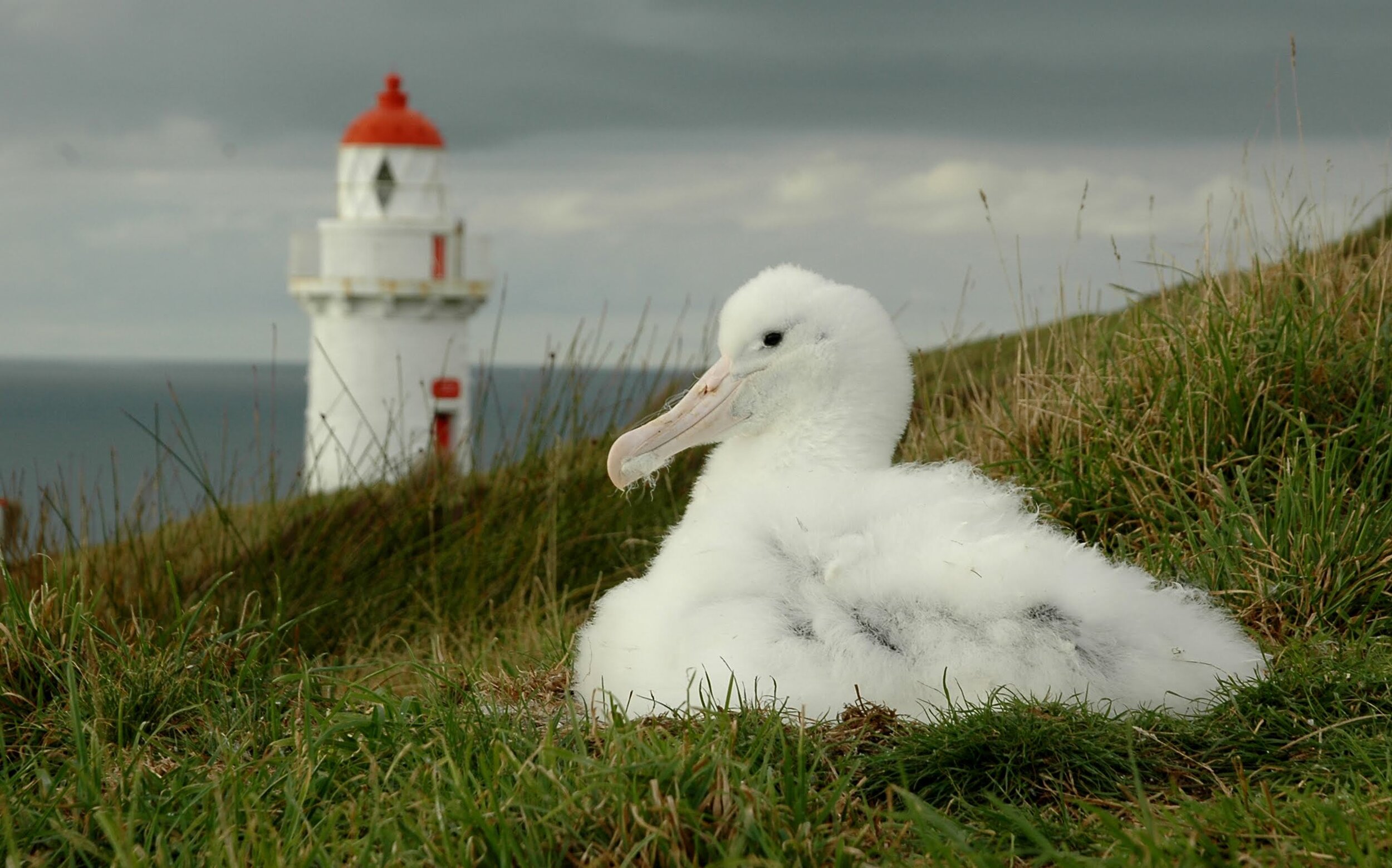 Northern Royal Albatross (Toroa) and Taiaroa Head Lighthouse