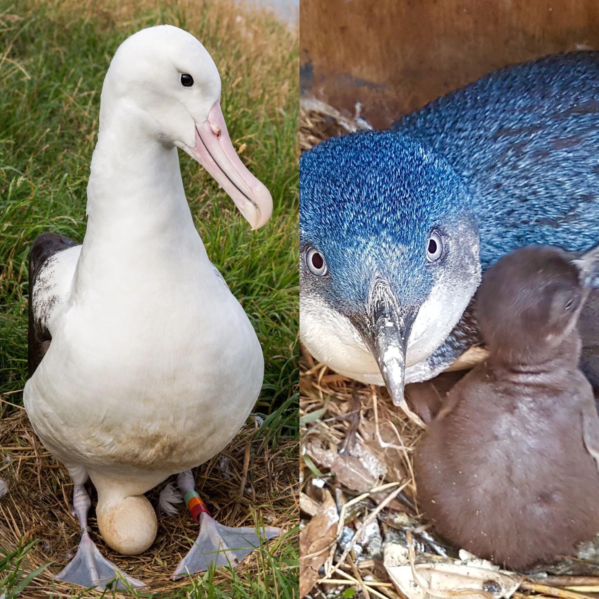 Spring babies at Pukekura