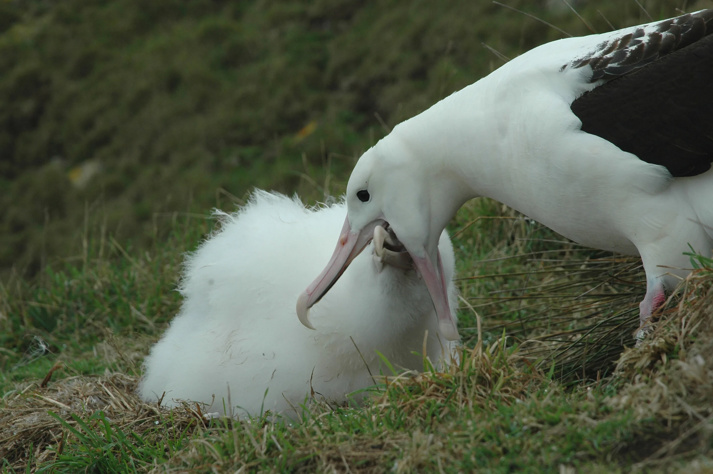 Royal Albatross