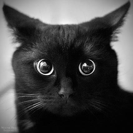 Black-Cat-by-Lorem1pesum-on-deviantART-black-28520846-700-700.jpg