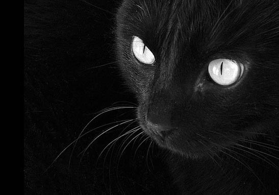 fauna,raznoe,blackcat,eyes,cat,cats-f5402bf48e77a2398c40f91a829a00ad_h.jpg