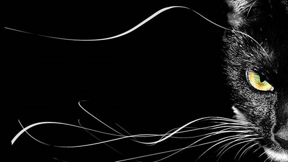 black-cat-desktop-wallpaper-1366x768-Whiskers.jpg