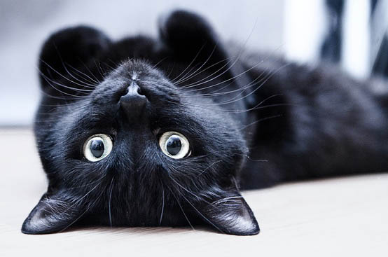 chat-noir-27.jpg
