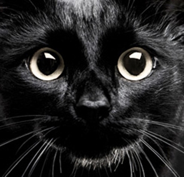 Black-Cat-news.jpg