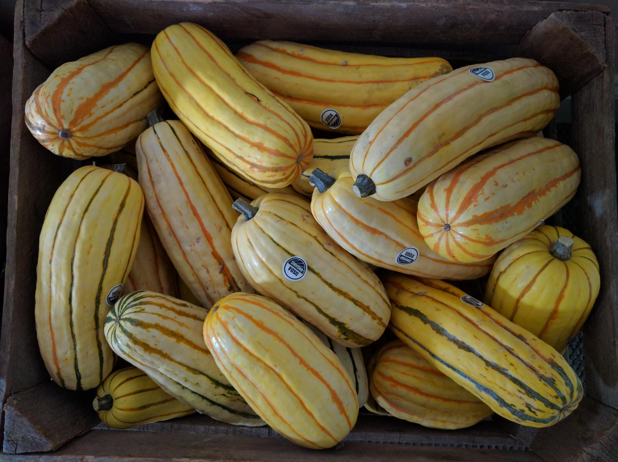 Delicata Squash from Green Field Farms (Wayne County, OH)