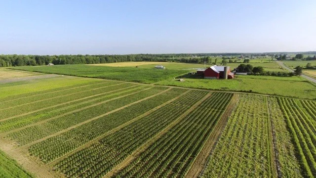 Henry's Farm.jpg
