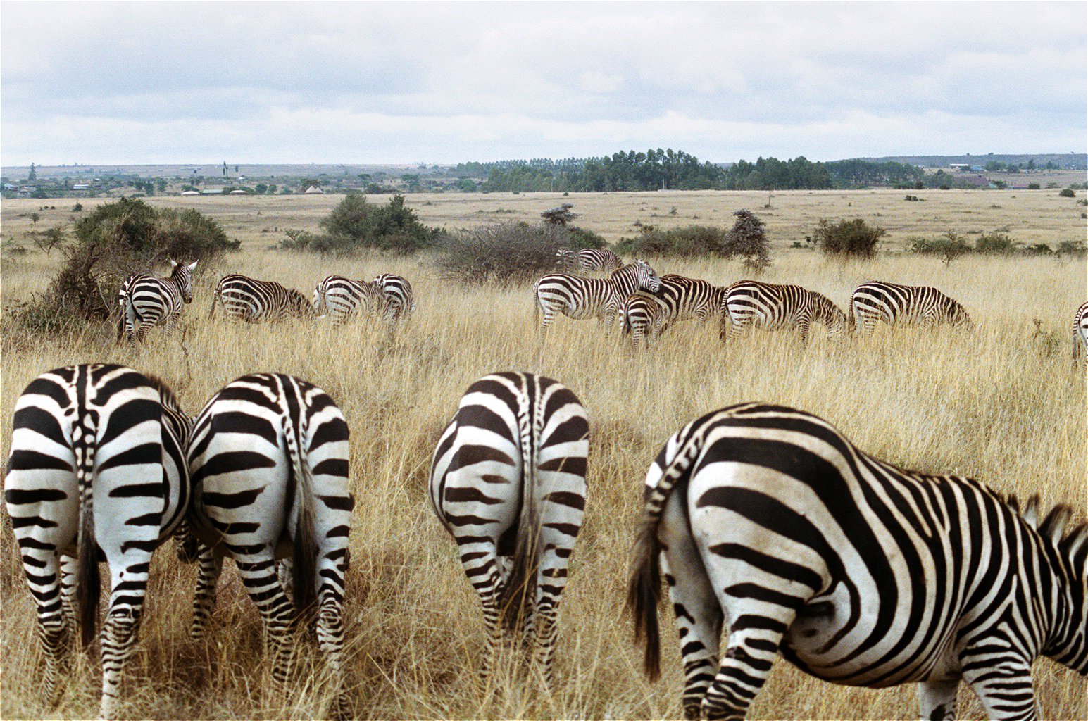 Zebra Butts