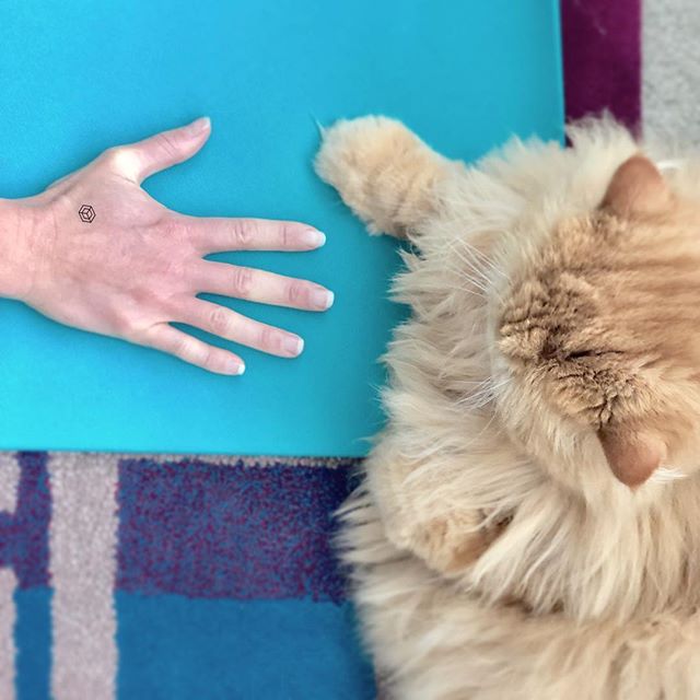 😽Daily rituals of movement PURRmote healthy vibes🐾✨ .
.
.
.
#persiancatsofig #persiancatlover #persiancatstagram #persiancat_feature #persiancat #persiancatsofinstagram  #persiancatofinstagram #persiancatlove #persiancats #persiancatlovers #catsofi