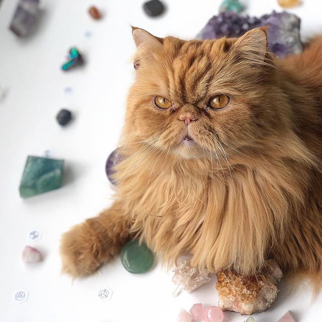 😻 Ready to take my crystal FURiends out tonight to bask in the 🌕PAWsome light of the #LibraFullMoon during  #springequinox ✨😽#meowmaste .
.
.
#persiancatsofig  #rosequartz #persiancatlover #persiancatstagram #persiancat_feature #persiancat #persia