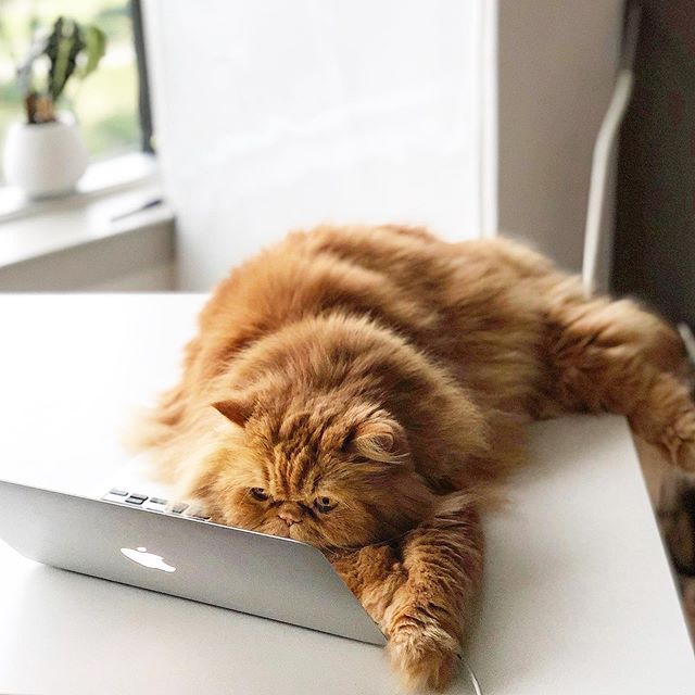 Feline ready for #meownday 🐾 Just need to finish up this TPS report. Where&rsquo;s my stapler? 😹 .
.
.
.
 #mondaymotivation #persiancatsofig #persiancatlover #persiancatstagram #persiancat_feature #persiancat #persiancatsofinstagram  #persiancatofi