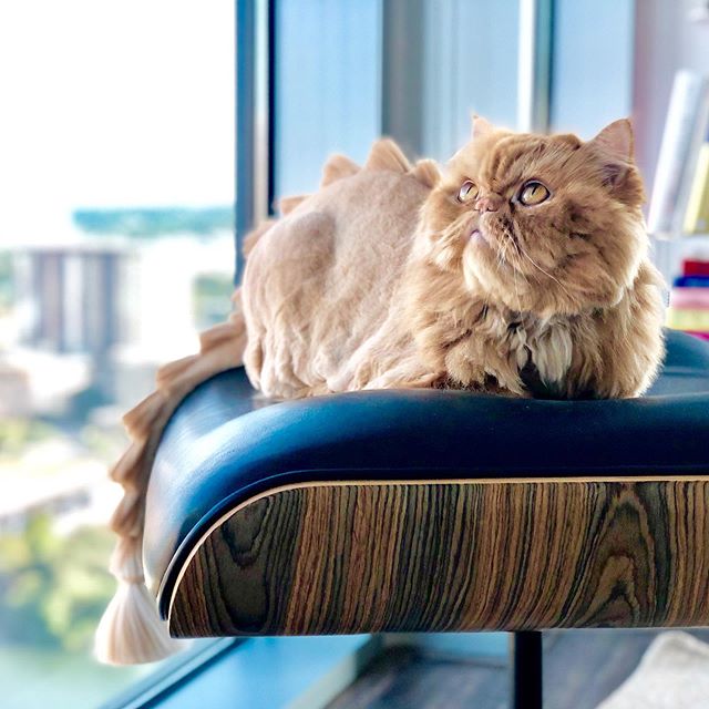 💗🦕🦁Such a PURfect combo 😹✂️Many thanks @carolynscatgrooming! 🐾😽 #meowmaste .
.
.
.
.
.
.
.
#persiankitten #persiancatsofig #persiancatlover #persiancatstagram #persiancat_feature #persiancat #persiancatsofinstagram #persiancatofinstagram #persi