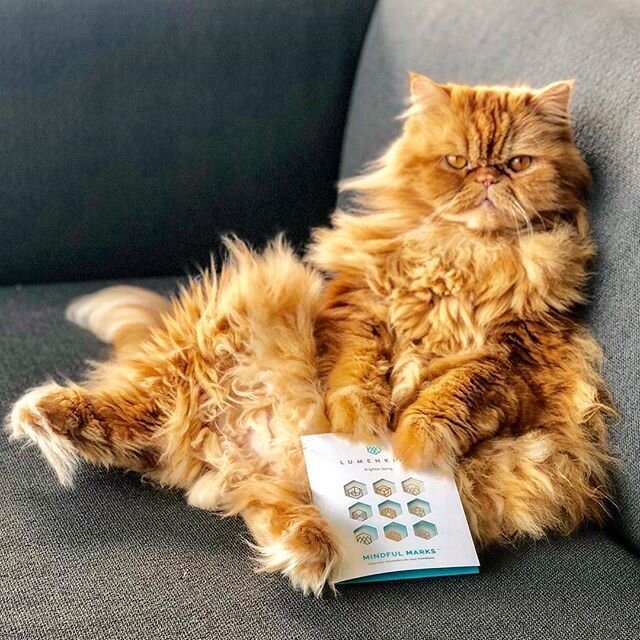 Live with intention 😻 moewment to meowment🐾 .
.
.
.
.
 #persiancatsofig #persiancatlover #persiancatstagram #persiancat_feature #persiancat #persiancatsofinstagram  #persiancatofinstagram #persiancatlove #persiancats #persiancatlovers #catsofinstag