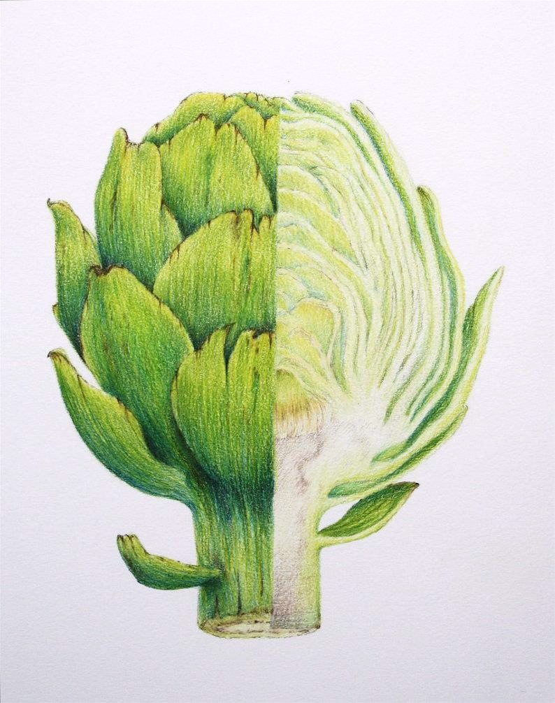Artichoke (Colored pencil, 2011)